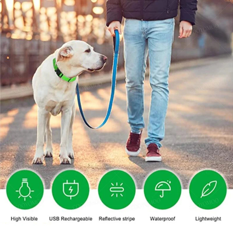 SwiftHaven light-up dog collar glowing at night