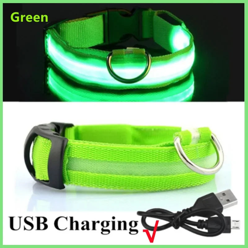 SwiftHaven LED collar worn by a dog